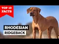 Rhodesian Ridgeback - Top 10 Facts