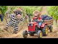 Monkey NaNa Grape Harvest Turn Into Chaos as Thief Destroys His Vines…But His Genius Move Saves All!