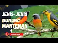 Download Lagu 🔴JENIS JENIS BURUNG MANTENAN‼️