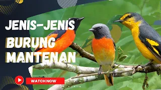 Download 🔴JENIS JENIS BURUNG MANTENAN‼️ MP3