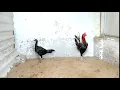 Peruvian Gamefowl