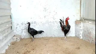 Peruvian Gamefowl