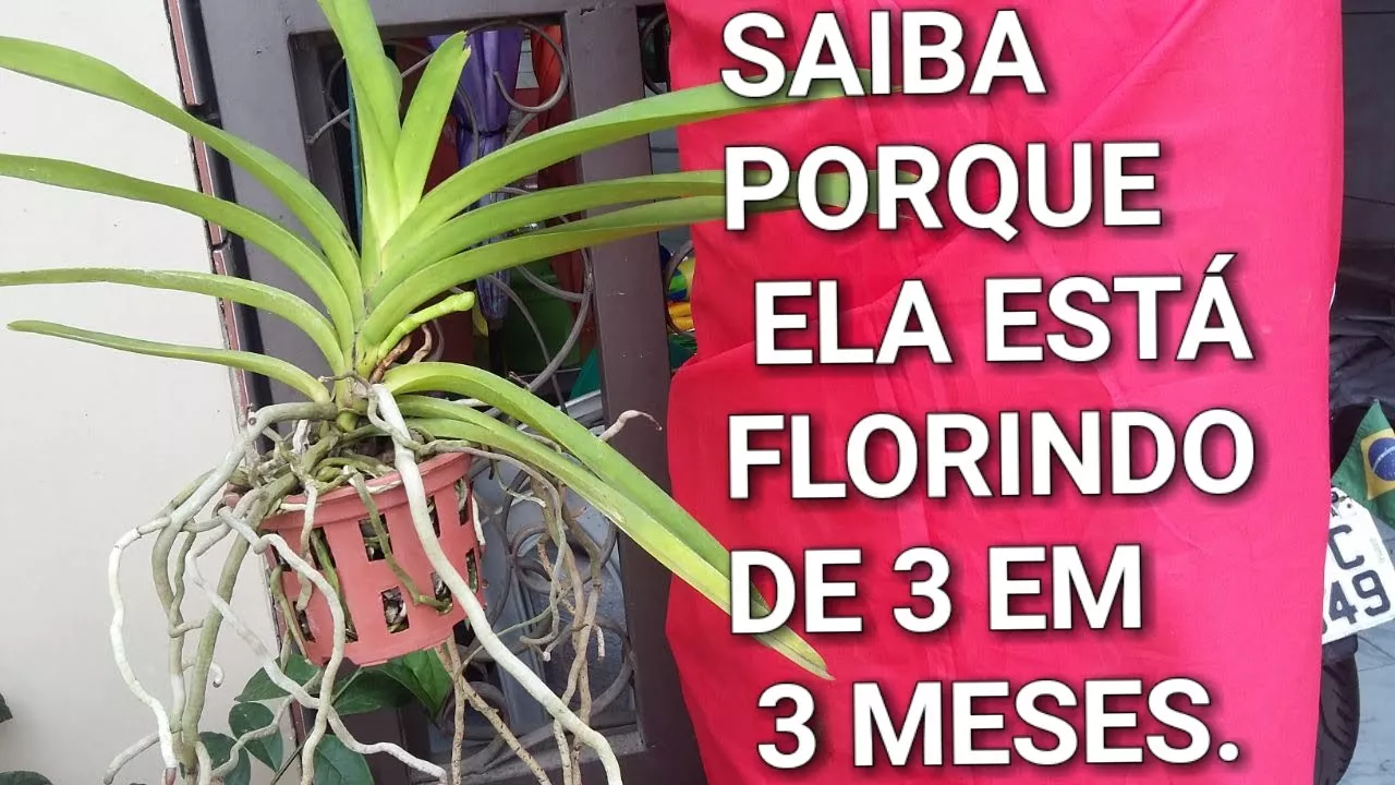 COMO FAZER ORQUÍDEA VANDA FLORIR EM APENAS 3 MESES..!!