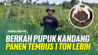 CARA OLAH LAHAN BEBAS KEMATIAN!! CARA PULIHKAN DAUN KRITING!! TIPS SUKSES TANAM CABAI!!