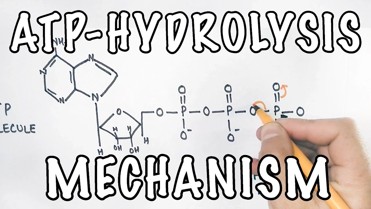 Mechanism of ATP Hydrolysis