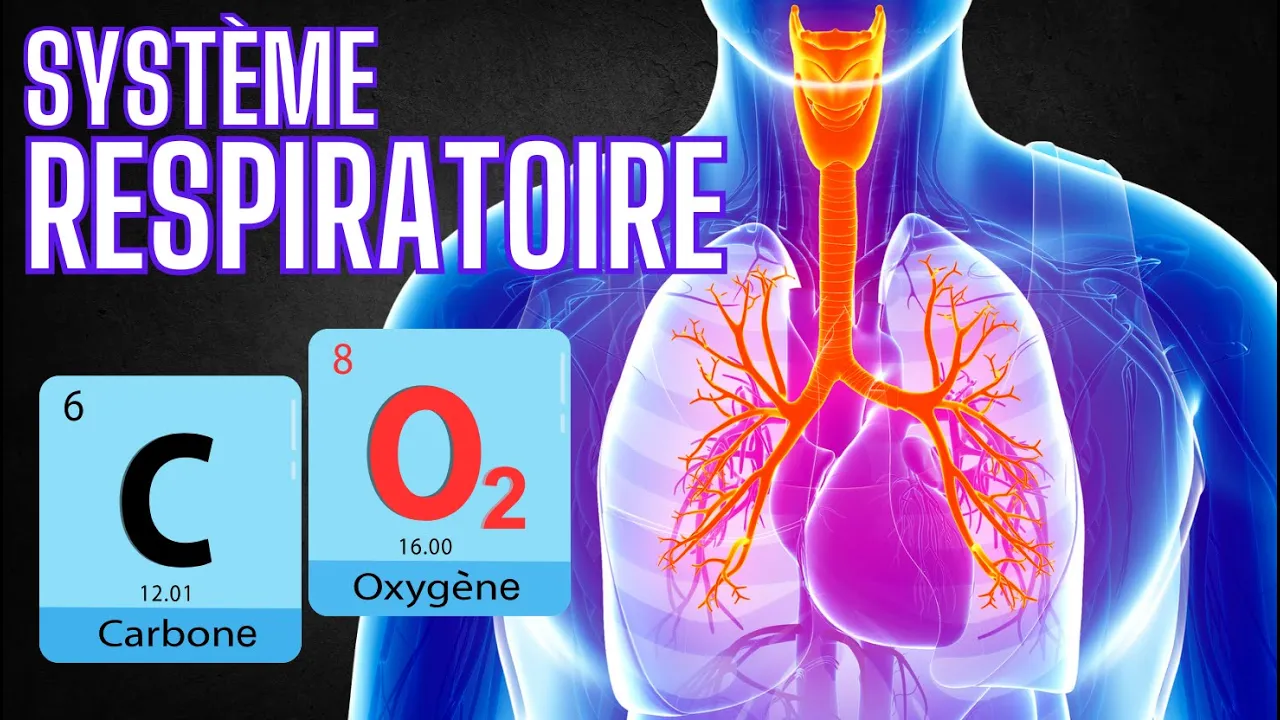 Système Respiratoire