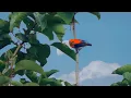 Download Lagu Memukau !!! Cantiknya Burung Kemade Liar Gacor ( Burung Cabai Jawa )