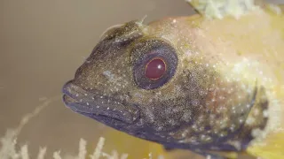 video_image
