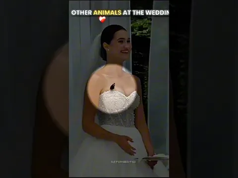 Animals at the wedding❤️‍🩹 #respect #kindness #sad #animals #wedding #love #shorts