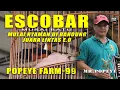 Lagu BERSINAR LINTAS EO, MURAI BATU ESCOBAR MR POPEYE | POPEYE FARM-99
