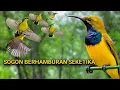 Download Lagu Suara pikat sogon paling ampuh bikin burung berhamburan mendekat