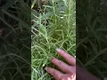 Rosemary herb plant smells refreshingly strong piney #shorts #plants #herbs #rosemary