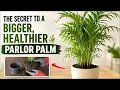 Everything You Need to Know About Parlor Palms