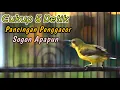 Lagu PANCINGAN SEMUA SOGON AGAR CEPAT RESPON NEMBAK‼️CUIT CUIT CERR BIKIN SOGONMU LANGSUNG GACOR  NGLEPER