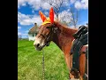 Horseback riding in Gettysburg and Artillery Ridge