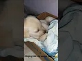Ruby sleeping like she was in Heaven Ruby the Labrador