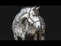 Download Lagu Timber||Equestrian Music Video