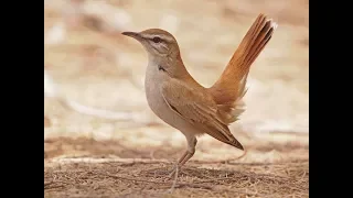 صوت الشحيم الادبس كامل او طائر الدخل    افضل صوت للاجهزة دندنها