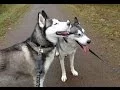 Wake Forest NC pet sitting services - Serving all of Northern Wake County