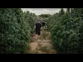 Inside New Mexico s Border Dispensaries a New Blue River Partnership Terps Unlimited NM