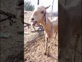 Download Lagu Bakri Ka Awaaz In Farm | Goat Sounds | #goat #bakrikiawaaz