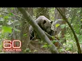 From 2020 The resurgence of grizzly bears in the U S