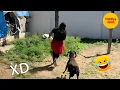Download Lagu SI TE RÍES PIERDES NIVEL DIOS #458🤣[999.99 IMPOSIBLE NO REÍRSE ]😄 VIDEOS DE RISA MUY GRACIOSOS 2025🤣