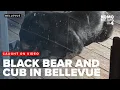 Bellevue man captures rare backyard encounter with mother black bear and cub on