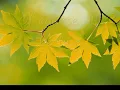 If You Ever Change Your Mind by Crystal Gayle...with Lyrics
