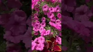 ياجمال الورد 