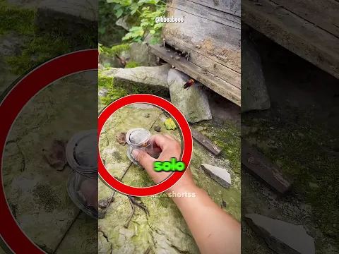 Atrapa Avispas Asesinas Con Un Vaso 😳🐝