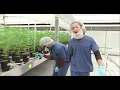 Explore Curaleaf Florida s Cultivation Facility