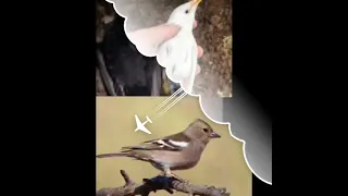 سمن و ابو رقيط2023 انقى صوت للصيد Hunting Soundbaird صوت سمن وابو رقيك جديد صوت الحسون الظالم 