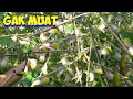 Download Lagu Hujan Pleci Saat Asik Mikat Perjak Coki Ngeri Sampe Kayak Angin