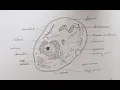 How to draw diagram of Animal Cell easily - step by step