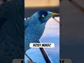 Download Lagu Suara Burung Penambang Berisik yang Menakjubkan #burung #alam #pengamatanburung #suaraburung