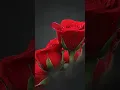 Download Lagu Red Rose Bunch Vid