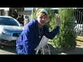 DANCE CRIP - ALIANZA DISNEY 2026