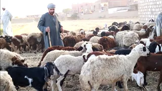 الفقر خرب بيت العقبي هتموت من الضحك 
