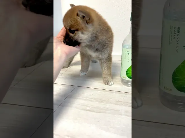 動画