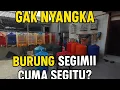 Download Lagu TERSEMBUNYI DI GANG KEMAYORAN! MURAI LOMBA CUMA SEGITU?!\