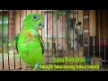 Download Lagu Suara Serindit Muda Gacor Bervariasi - Ampuh untuk pancingan di sukai semua burung serindit