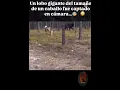 Download Lagu impresionante LOBO GIGANTE  captado en cámara 😱😲😳 #animals #viralvideo