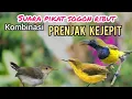 Download Lagu Suara pikat Sogon Ribut Kombinasi Prenjak Kepala Merah Kejepit