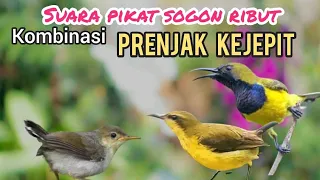suara pikat sogon ribut kombinasi prenjak kepala merah kejepit