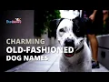 50 OLD-FASHIONED DOG NAMES for pup owners PupNames com
