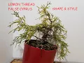 Lemon Thread False Cypress Pre Bonsai Shape Style