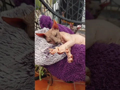 Life Is Hard When You’re a Cat 😹 #cat #shortvideo #shortsviral