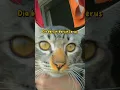 Download Lagu obat herbal kucing flu/pilek #shorts #obatherbal #kucing