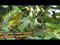 Download Lagu BURUNG SOGON PENGHISAP MADU DI ALAM LIAR